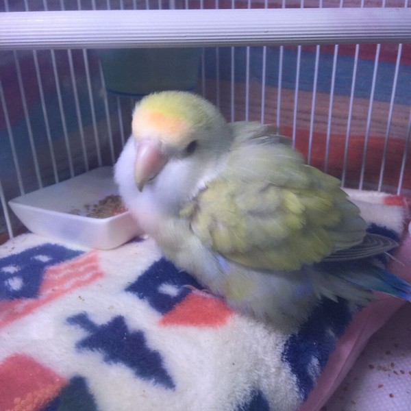 コザクラインコ 胃炎 コメちゃんの持病 胃炎について インコと暮らせば
