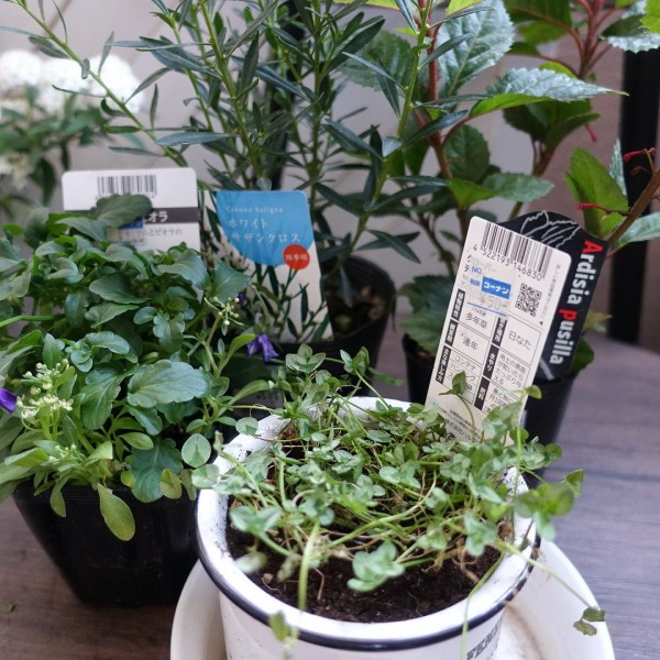 ガーデニング便り コーナン購入品 まとめて紹介 インコと暮らせば