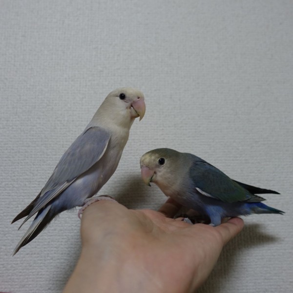 鳥用のおもちゃお気に入り紹介 インコと暮らせば