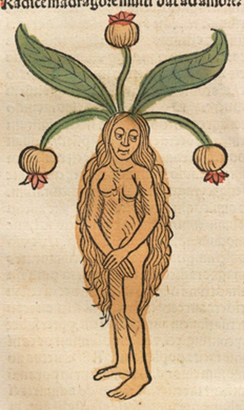 マンドレイク マンドラゴラ の中世挿絵10点 伝説の人型植物の悲鳴を聞くと死ぬ メメント モリ 西洋美術の謎と闇