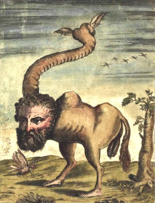 怪物のオンパレード ルネサンス期の学者の著書に出てくるモンスターの挿絵11選 メメント モリ 西洋美術の謎と闇