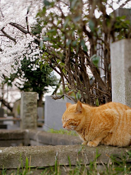 猫と鴨とアメ横と 東京ぐるぐる 桜まみれ08 東京 日暮里 上野 めし日記