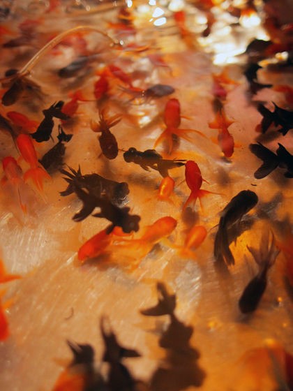 金魚すくいをしたゆるいクマのイラスト - ONWAイラスト お祭り☆くま