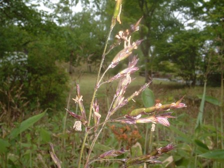 笹の花 雑薬学研究室 メチルゾーン