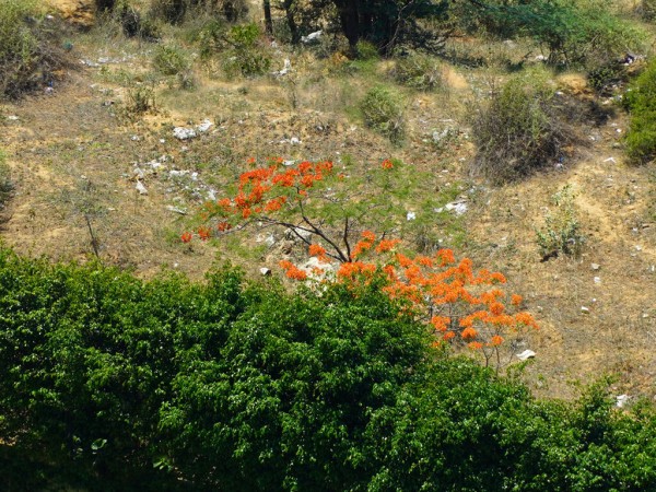 ホウオウボクの咲く季節 インドへ行こう