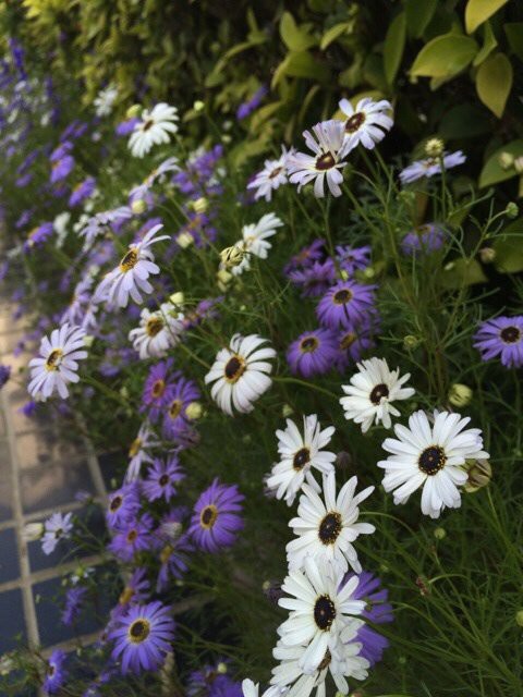 春の花 花壇編 インドへ行こう