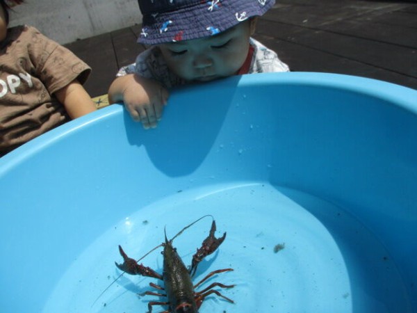 ザリガニくんを見つけたよ 子育てセンターみゅうのおかのブログ