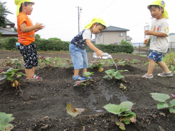 畑の水やり 子育てセンターみゅうのおかのブログ