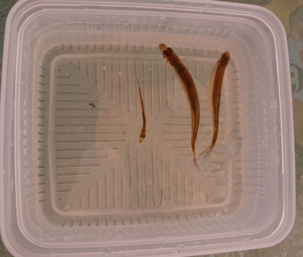 松原湖ワカサギ釣行 今季最終日です Outdoor Tree