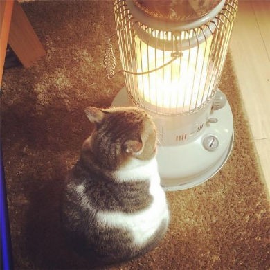 画像 ストーブで暖を取る猫の ぶさお くん かわいいポーズと幸せそうな表情でこちらの心までぬくぬくに ねこねこねこ