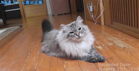 猫の日 プーチン大統領から贈られた猫 ミール 秋田県が近況動画公開 ねこねこねこ