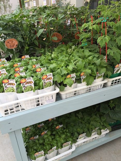 ロイヤルホームセンター南千住プレオープン 南千住あたり