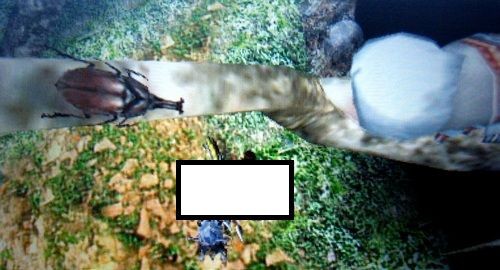 Mh4g どうでもいい知識スレ 砂漠のオトモがいるエリアにカブトムシが居る モンハンっ娘まとめ速報4g