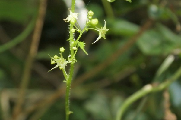 アマチャヅル 甘茶蔓 の花 By J5 漱石枕流