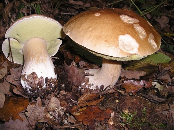 640px-Boletus_edulis_EtgHollande_041031_091