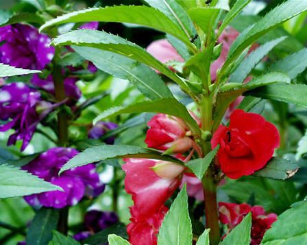 7月の詩 とおせんぼ ふらり道草 季節の詩情