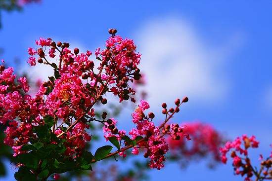 ８月の詩 百日紅 ふらり道草 季節の詩情
