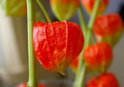 9月の詩 鬼灯 ふらり道草 季節の詩情 9月の詩 鬼灯 ふらり道草 季節の詩情