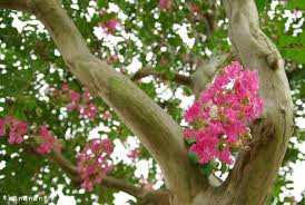 ８月の詩 百日紅 ふらり道草 季節の詩情