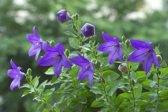 ９月の詩 桔梗の花 ふらり道草 季節の詩情