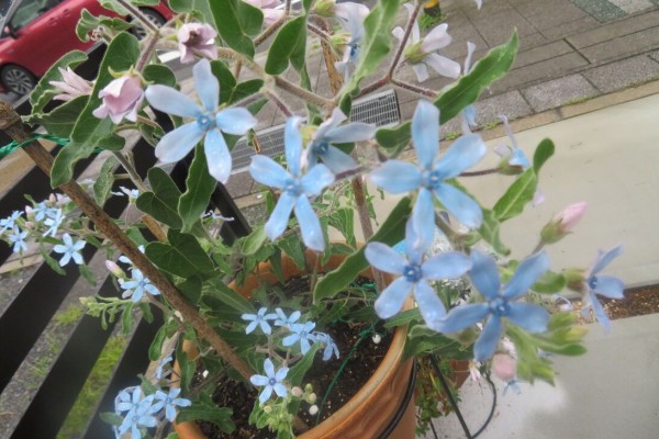 蒼い花を集めてみたら 空色ガーデン