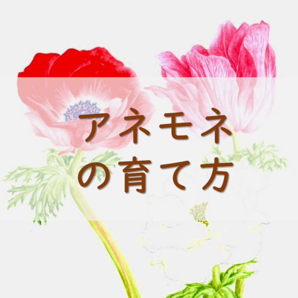 アネモネの育て方 Crown Vetch