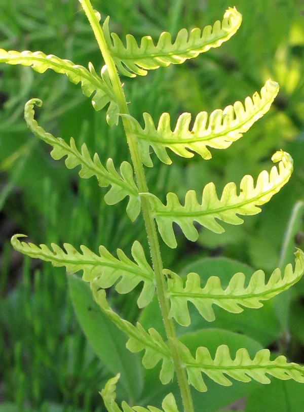 私の中の原風景 緑川魔子の世界