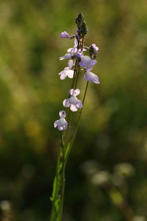 春の山野草 マツバウンランなど こん近のblog