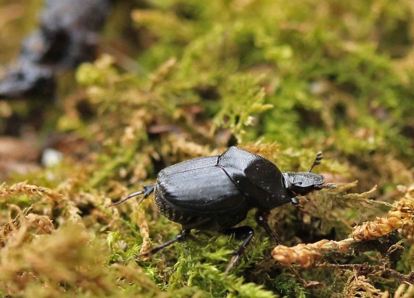 フトカドエンマコガネ・クロマルエンマコガネ・ウスチャコガネ