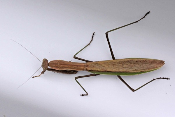 昆虫界屈指のハンター カマキリ こん近のblog