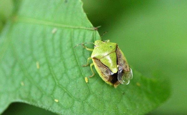 セアカツノカメムシ チャバネアオカメムシ オオメカメムシ こん近のblog