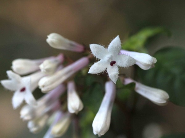 珍しい花 サツマイナモリ ヒトリシズカ イカリソウ こん近のblog