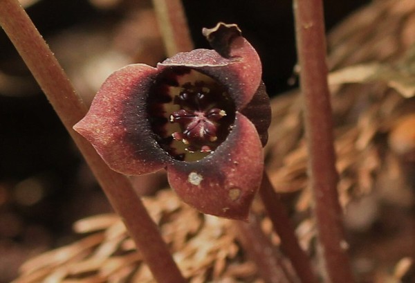 鳥取県準絶滅危惧種 ウスバサイシン ナツトウダイ こん近のblog