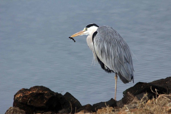 アオサギ こん近のblog