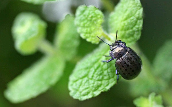 ハッカハムシ オオアカマルノミハムシ こん近のblog