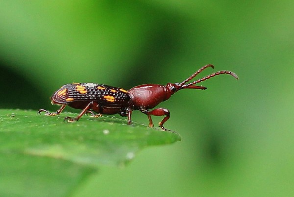 ベトナムのアシナガミツギリゾウムシ 自分の体より長い非常に変わった形の後脚を持つ異形ミツギリの代表格(虫類)｜売買されたオークション情報、yahooの商品情報をアーカイブ公開  - オー その他