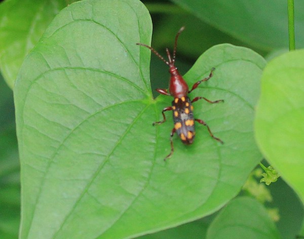 ベトナムのアシナガミツギリゾウムシ 自分の体より長い非常に変わった形の後脚を持つ異形ミツギリの代表格(虫類)｜売買されたオークション情報、yahooの商品情報をアーカイブ公開  - オー その他