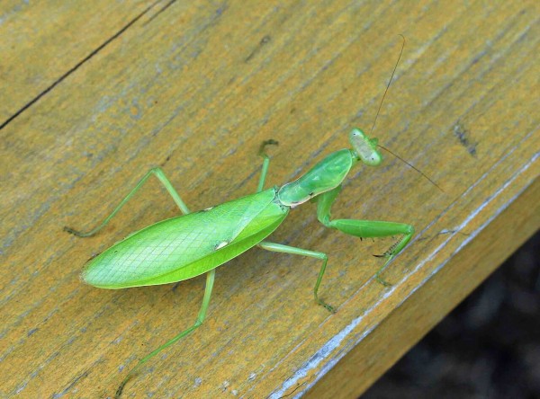 ハラビロカマキリ チョウセンカマキリ コカマキリ こん近のblog