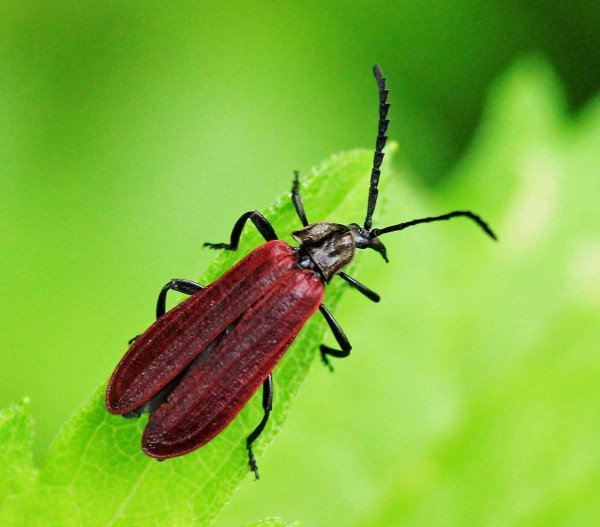 昼行性のベニボタル オバボタル こん近のblog