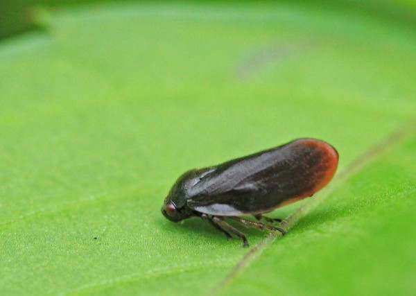 ペルーのコガシラアワフキムシの一種 標本 コガシラアワフキ ツノゼミ