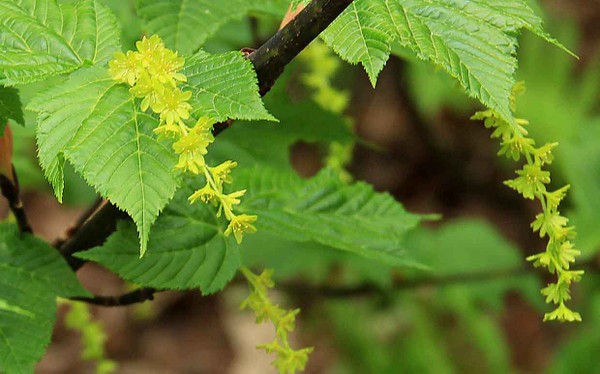 アオダモ・ウリハカエデの花 ブナ・イタヤカエデの落花 : こん近のblog