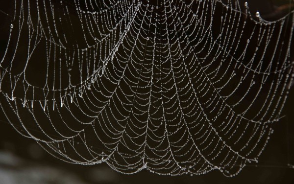 神秘的なクモの糸 こん近のblog