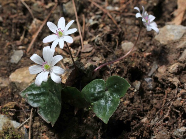初めて見る早春の花 ミスミソウ こん近のblog
