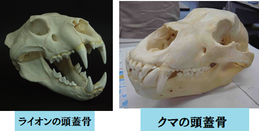 上あごのお話 オステオパスの独り言
