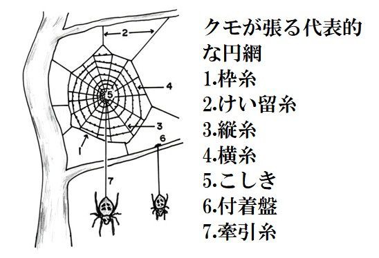 クモの糸 筋膜の中に有るもの オステオパスの独り言 クモの糸 筋膜の中に有るもの オステオパスの独り言