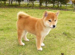 柴犬の可愛い動画まとめ おかめ母さんnews