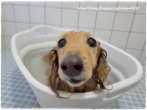 重炭酸入浴剤でシャンプー みゅうと一緒