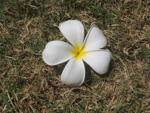 5枚の花びら 定年前タイ王国リタイア生活