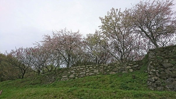 後藤又兵衛屋敷跡 又兵衛桜 大阪の陣の猛将 又兵衛が落ち延びた伝説の地 人は城 人は石垣 人は堀