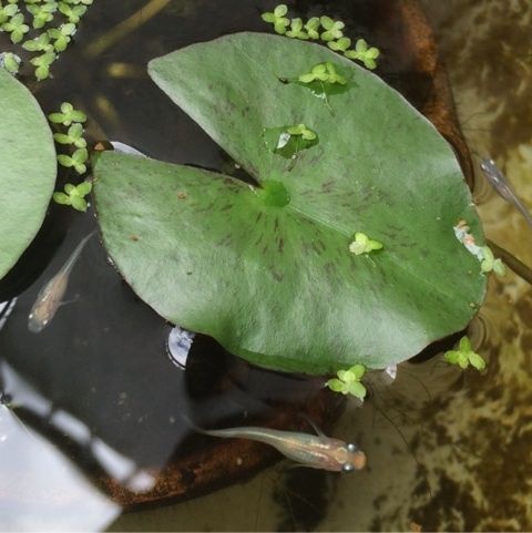 睡蓮の葉が黄色に みほのめだか日和